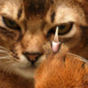 Meet your Posher, Pat